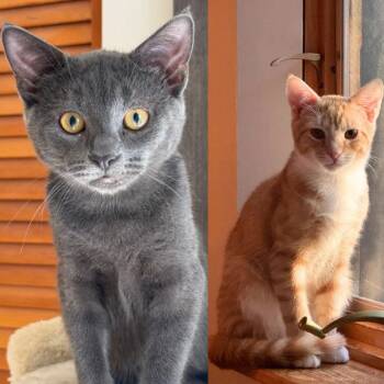 Poblano & Tabasco -  Domestic Short Hair Cat for Adoption - Poblano & Tabasco | PetCurious