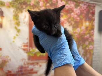 DAMIEN -  Domestic Short Hair Cat for Adoption in San Bernardino, California - DAMIEN | PetCurious