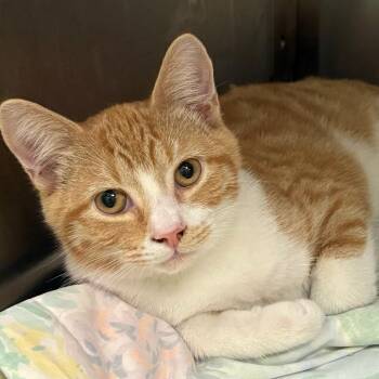 Eggs -  Domestic Long Hair Cat for Adoption in East Hanover, New Jersey - Eggs | PetCurious