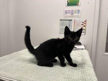 Evan -  Domestic Short Hair Cat for Adoption in Kansas City, Missouri - Evan | PetCurious