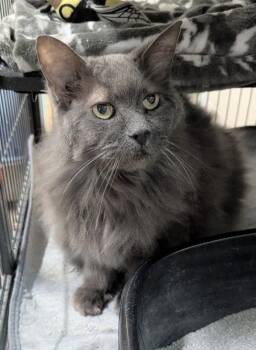 Russian Blue Cats Available for Adoption in Ocala, Florida - Howee | PetCurious