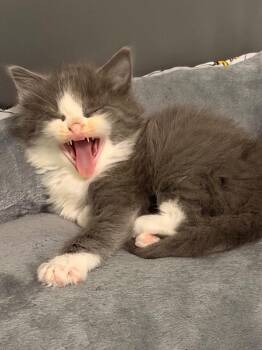 Domestic Medium Hair Cats Available for Adoption in Newnan, Georgia - *Blue Lagoon | PetCurious
