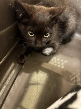 Rescue Domestic Short Hair Cats for Adoption in Fremont, California - A195587 | PetCurious