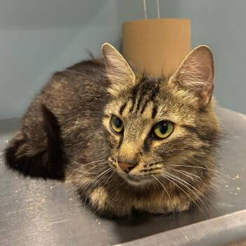 Natasha -  Domestic Medium Hair Cat for Adoption in Chattanooga, Tennessee - Natasha | PetCurious