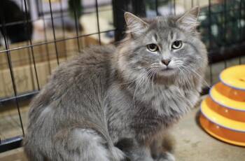 Miso -  Domestic Long Hair Cat for Adoption in Bolton, Connecticut - Miso | PetCurious