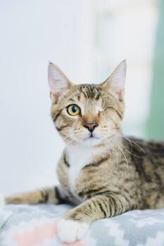 Domestic Short Hair Cats Available for Adoption - Dusty | PetCurious
