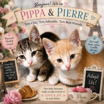 PIPPA & PIERRE -  Domestic Short Hair and Tabby Cat for Adoption in Lakesite, Tennessee - PIPPA & PIERRE | PetCurious