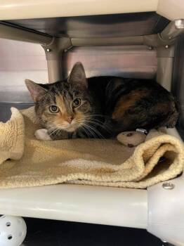 Garlic Cream Sauce -  Domestic Short Hair Cat for Adoption in Winthrop, Maine - Garlic Cream Sauce | PetCurious