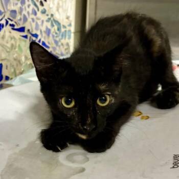 MADONNA -  Domestic Short Hair Cat for Adoption in Pensacola, Florida - MADONNA | PetCurious