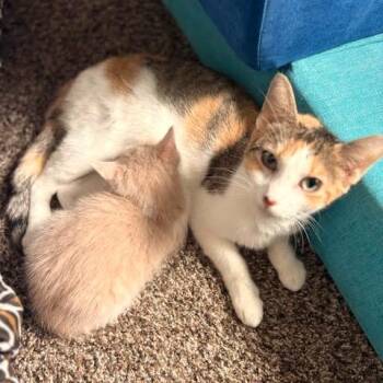 Domestic Short Hair Cats Available for Adoption - Smores C10748 | PetCurious