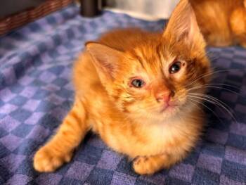 Domestic Short Hair Cats Available for Adoption in Houston, Texas - TIMOTHY | PetCurious