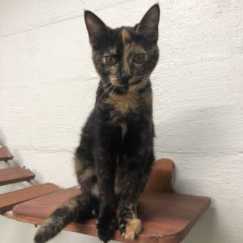 Rescue Domestic Short Hair Cats for Adoption in Clanton, Alabama - Mags | PetCurious