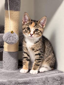 Ruby -  Domestic Short Hair Cat for Adoption in Victor, New York - Ruby | PetCurious