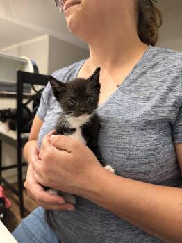 Domestic Short Hair Cats Available for Adoption in Camden, South Carolina - Ram (Available For Pre-adoption) | PetCurious