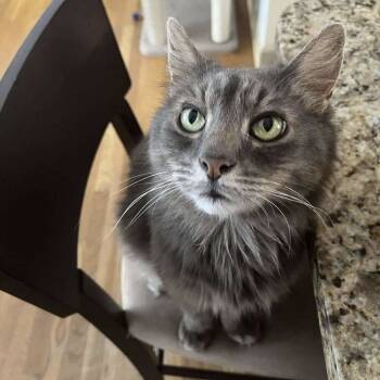 Rescue Domestic Medium Hair Cats for Adoption in Chicago, Illinois - Scar | PetCurious