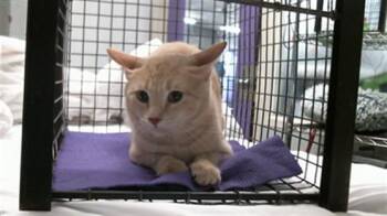 JINU -  Domestic Short Hair Cat for Adoption in Houston, Texas - JINU | PetCurious