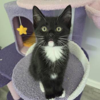 Cedar -  Domestic Short Hair Cat for Adoption in Rossville, Georgia - Cedar | PetCurious