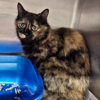 Domestic Short Hair Cats Available for Adoption - Pikachu 2026 | PetCurious