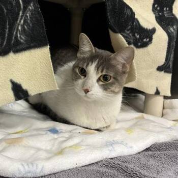 Wilma -  Domestic Short Hair Cat for Adoption in Wheaton, Illinois - Wilma | PetCurious