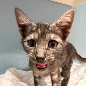 Gambit -  Domestic Short Hair Cat for Adoption in Chattanooga, Tennessee - Gambit | PetCurious