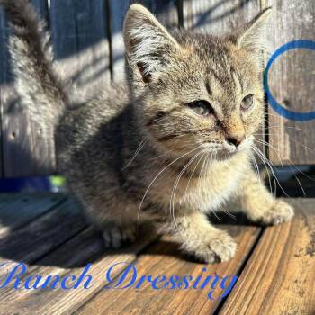 RANCH DRESSING -  Domestic Short Hair Cat Available for Adoption in Kyle, Texas - RANCH DRESSING | PetCurious