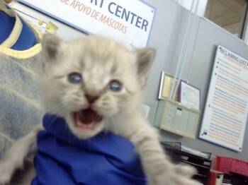 Domestic Medium Hair Cats Available for Adoption in Dallas, Texas - JOGO | PetCurious