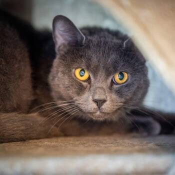 Sterling (very shy) -  Russian Blue and Domestic Short Hair Cat for Adoption in Hanson, Massachusetts - Sterling (very Shy) | PetCurious