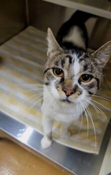 VALERIUS -  Domestic Short Hair Cat Available for Adoption in St. Peters, Missouri - VALERIUS | PetCurious