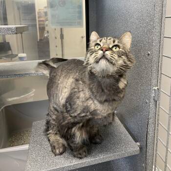 Domestic Long Hair Cats Available for Adoption in Rexburg, Idaho - Feather | PetCurious