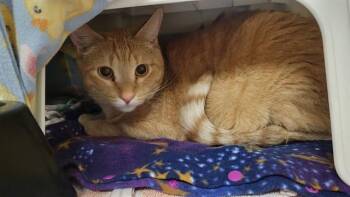 SAILOR -  Domestic Short Hair Cat for Adoption in Minneapolis, Minnesota - SAILOR | PetCurious