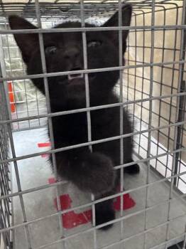 CARLY -  Domestic Long Hair Cat for Adoption in Las Vegas, Nevada - CARLY | PetCurious