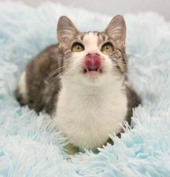 Domestic Short Hair Cats Available for Adoption - Spruce | PetCurious