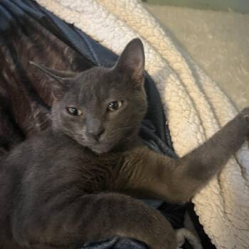 Jayden -  Domestic Short Hair Cat for Adoption in Berkeley Heights, New Jersey - Jayden | PetCurious