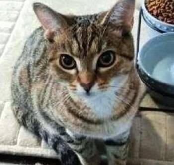 Domestic Short Hair Cats Available for Adoption - Athena | PetCurious