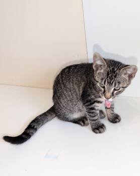 Tiger -  Domestic Short Hair Cat for Adoption in Mckinney, Texas - Tiger | PetCurious