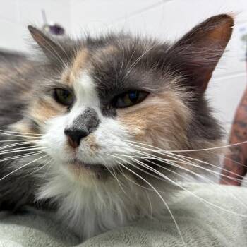 Precious -  Domestic Long Hair Cat for Adoption in Corpus Christi, Texas - Precious | PetCurious
