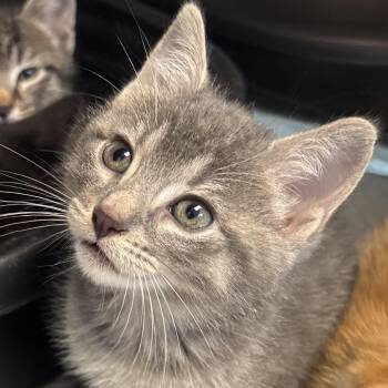 Gala -  Domestic Short Hair Cat for Adoption in Naperville, Illinois - Gala | PetCurious
