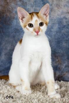Otis -  Domestic Short Hair Cat for Adoption in Gilbert, Arizona - Otis | PetCurious