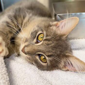 Clover -  Domestic Medium Hair Cat for Adoption in Harrisonburg, Virginia - Clover | PetCurious