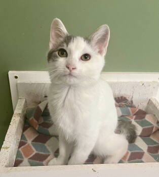 Rescue Domestic Short Hair Cats for Adoption in St. Peters, Missouri - Iggy | PetCurious