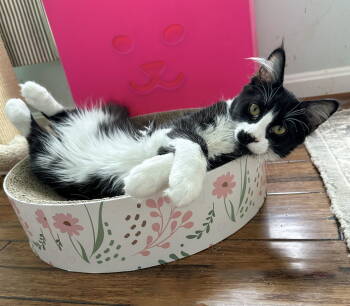 Rescue Domestic Medium Hair Cats for Adoption in Alexandria, Virginia - CS- STASH (In Foster) Bonded W/THEA | PetCurious