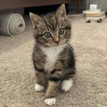 Luna (was Chicklet) -  Domestic Short Hair Cat for Adoption in Cumming, Georgia - Luna (was Chicklet) | PetCurious