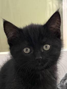 Ebony -  Domestic Short Hair Cat for Adoption in Bedford, Virginia - Ebony | PetCurious