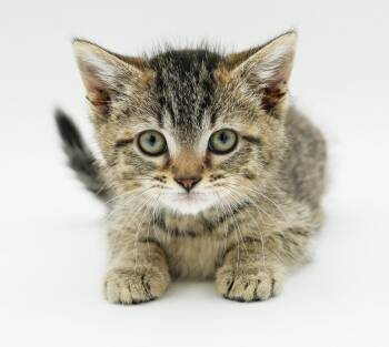 Hazel is heaven in mini 8wk old polka dotted package - loves bro -  Tabby and Bengal Cat for Adoption in Bedford Hills, New York - Hazel Is Heaven In Mini 8wk Old Polka Dotted Package - Loves Bro | PetCurious
