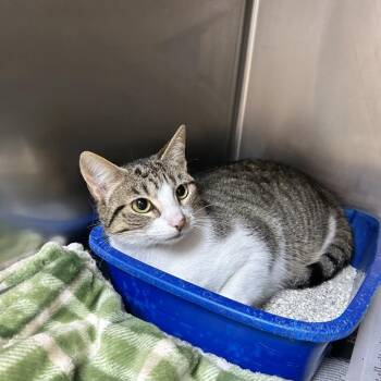 Domestic Short Hair Cats Available for Adoption - Alice | PetCurious