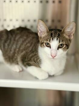 Rescue Domestic Short Hair and Abyssinian Cats for Adoption in Fort Lauderdale, Florida - G.I.Joe | PetCurious