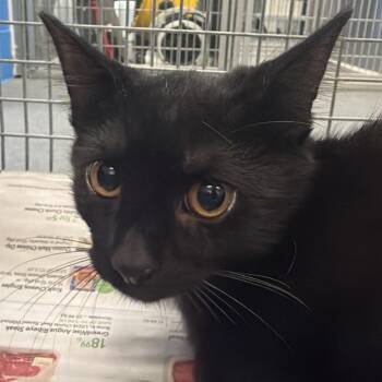 Greeny -  Domestic Short Hair Cat for Adoption in Montgomery, Alabama - Greeny | PetCurious