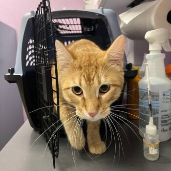 Rusty -  Domestic Short Hair Cat for Adoption in Cedar Rapids, Iowa - Rusty | PetCurious