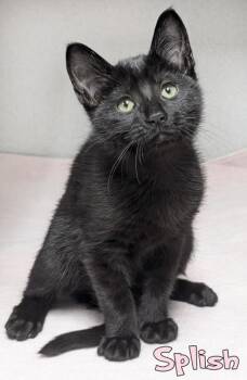 Splish (Offsite @ Feeders MLK/Jolly) -  Domestic Short Hair Cat for Adoption in Mason, Michigan - Splish (Offsite @ Feeders MLK/Jolly) | PetCurious