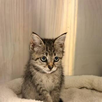 CHIPPIE -  Domestic Short Hair Cat for Adoption in Tustin, California - CHIPPIE | PetCurious